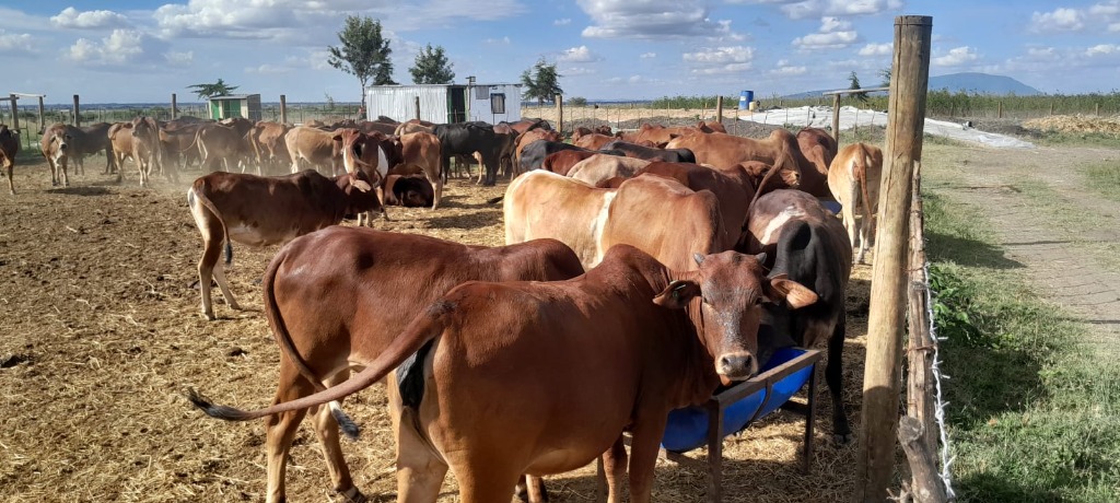 Brown Cows