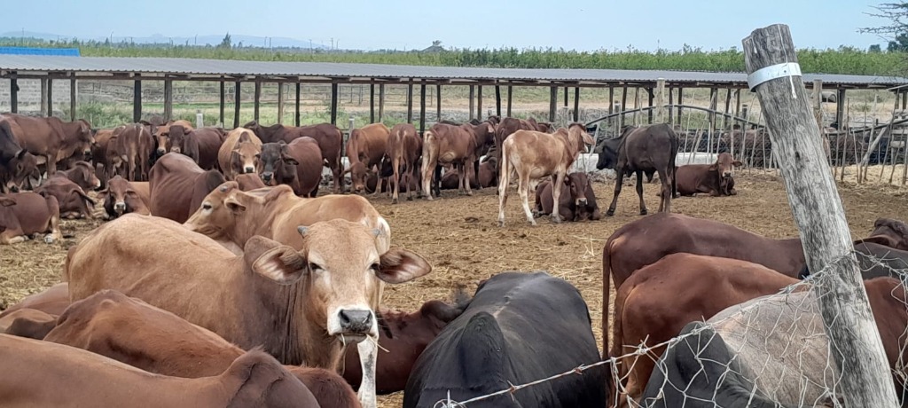 Herd of Cows