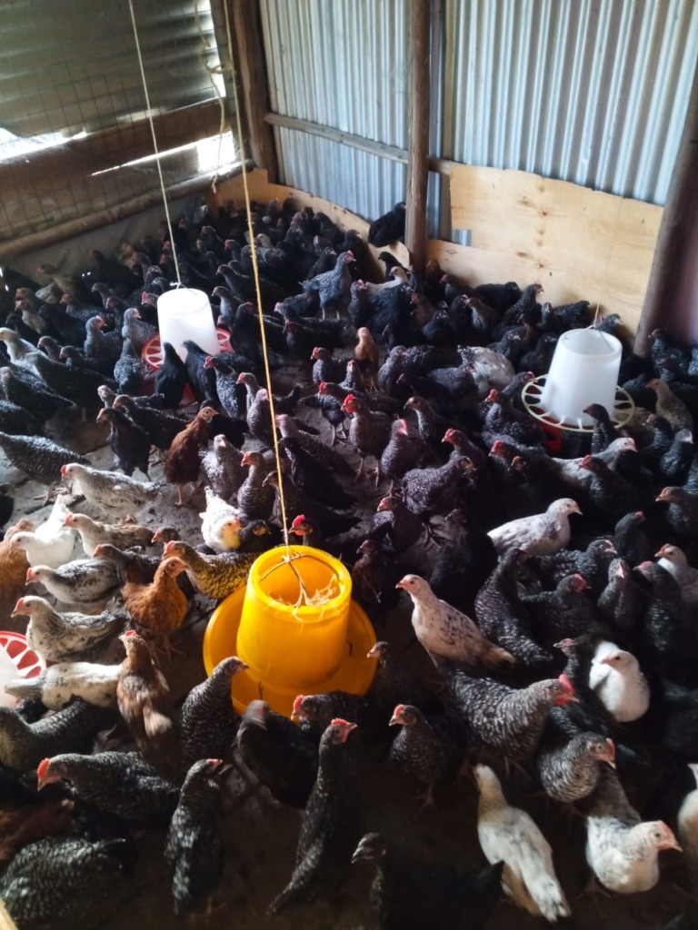 Farm Animals