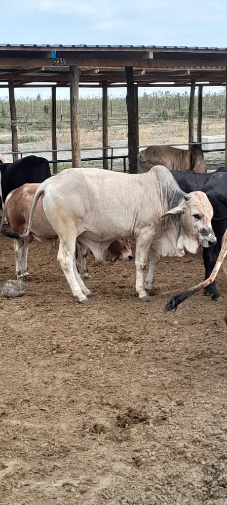 Cows at Farm