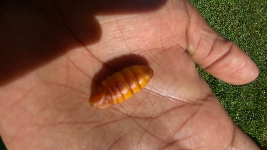 Silkworm Pupa on Hand