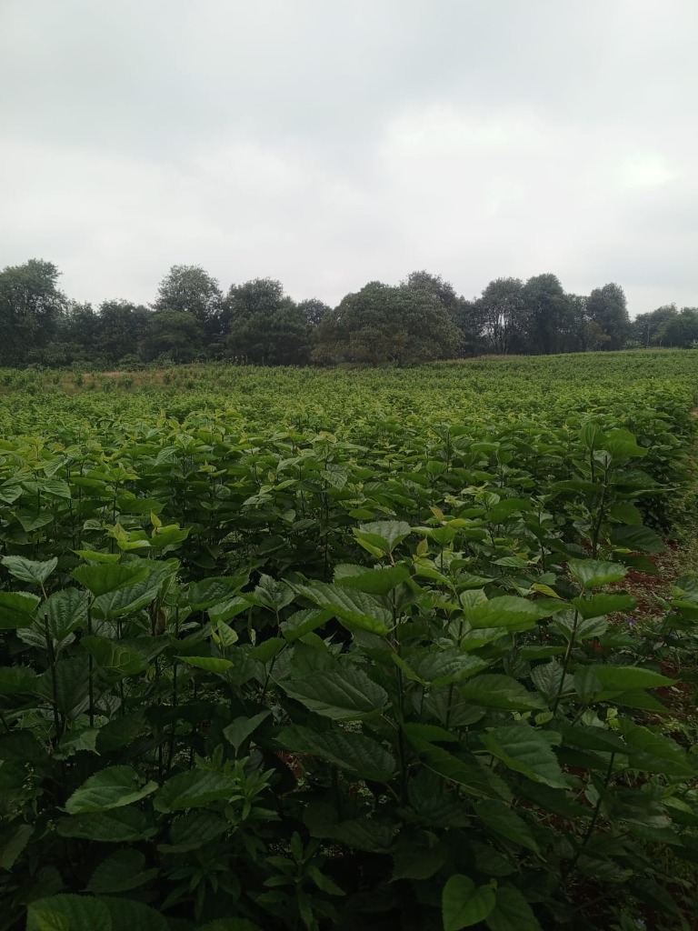 Agroforestry Mulberry Field 1