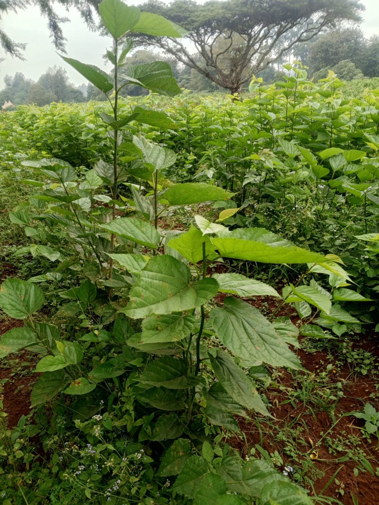 Agroforestry Mulberry Field 3